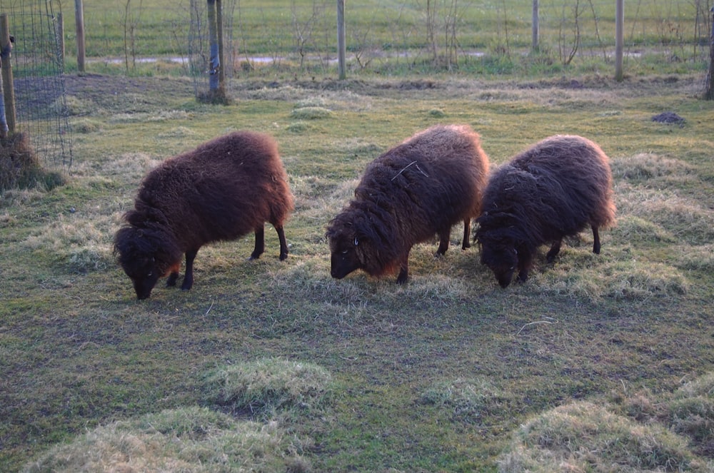 a group of sheep grazing on grass in a fenced in area