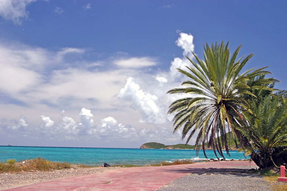 Un palmier assis au sommet d’une plage de sable