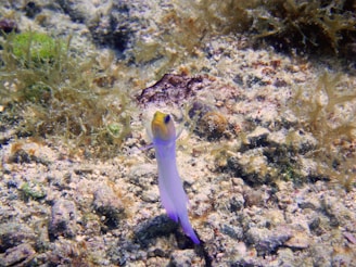 a small blue and yellow fish on a coral reef