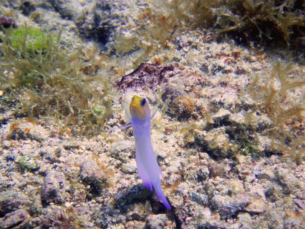 a small blue and yellow fish on a coral reef