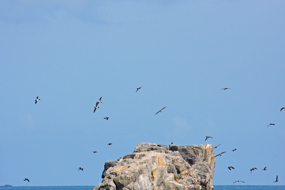 a flock of birds flying over a rocky outcropping