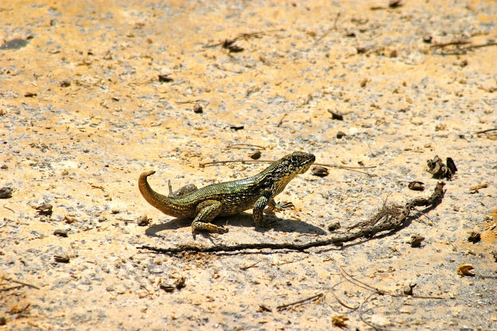 a lizard sitting on the ground in the dirt