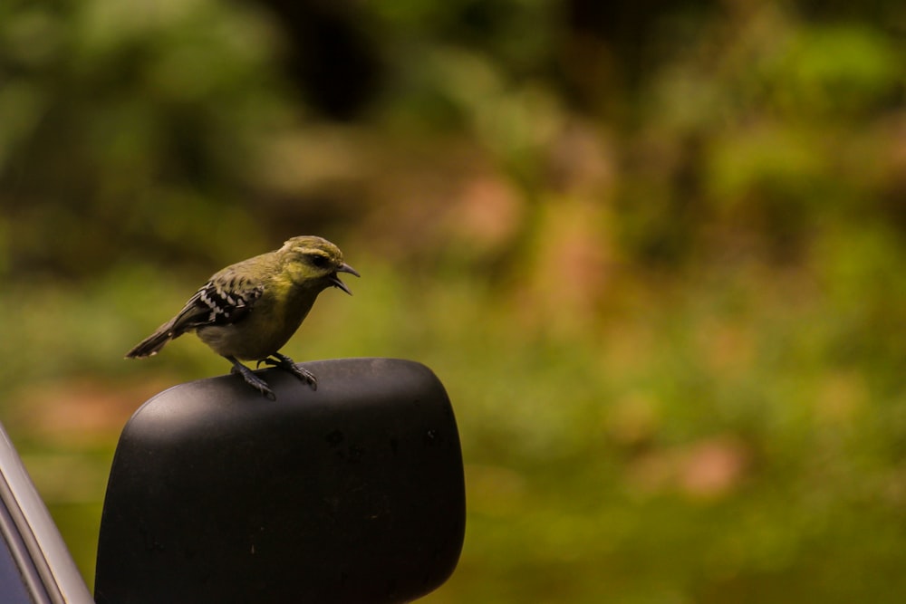 a small bird perched on the side of a car mirror