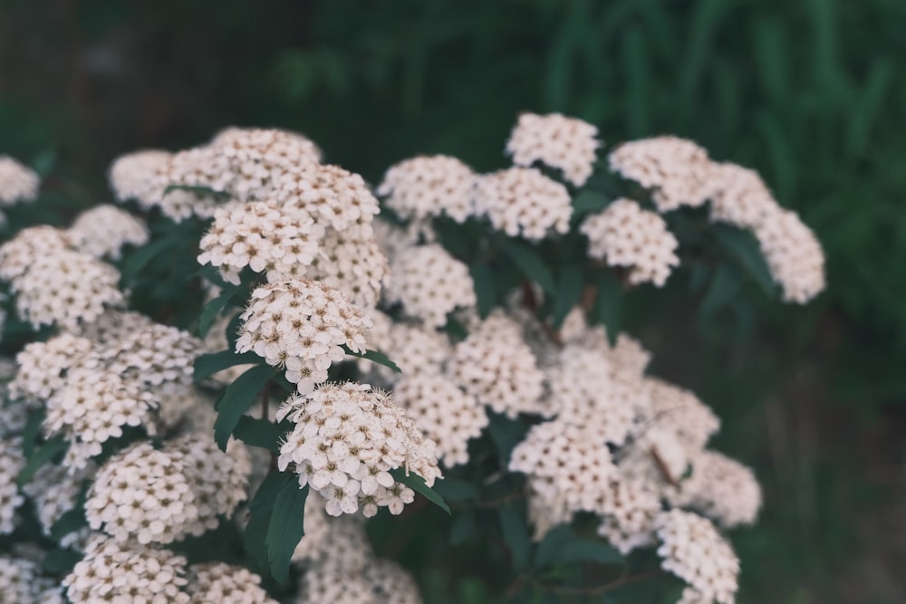 a bunch of white flowers with green leaves