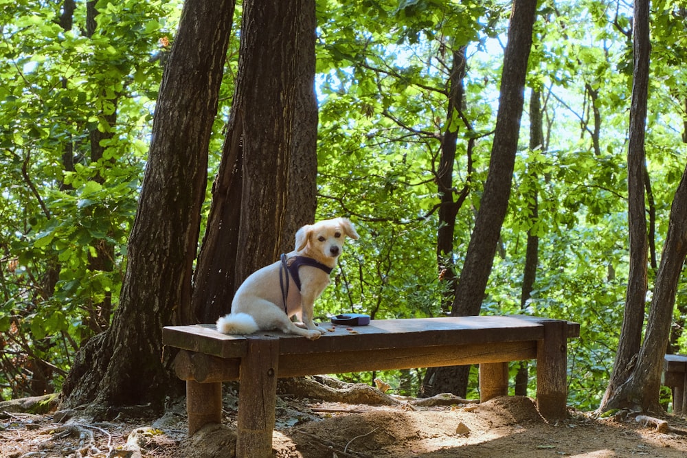 a dog sitting on a bench in the woods