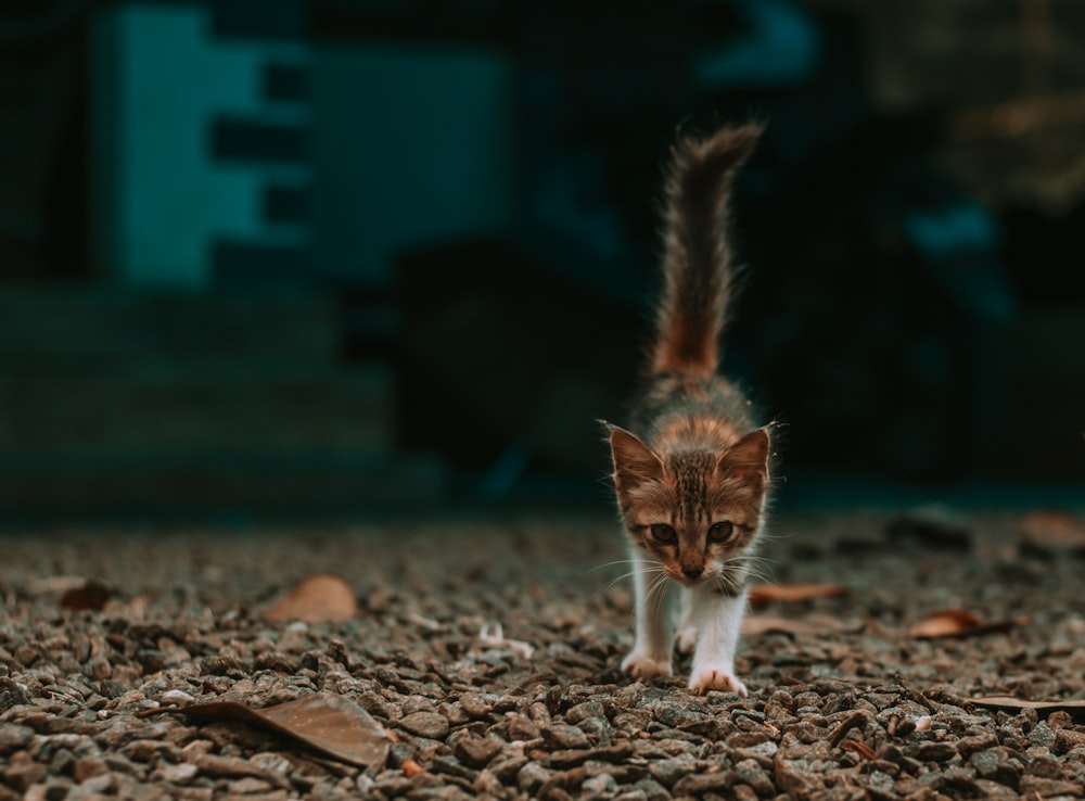 a small kitten walking across a pile of leaves