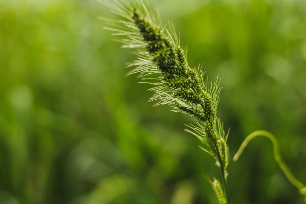 a close up of a green plant in a field