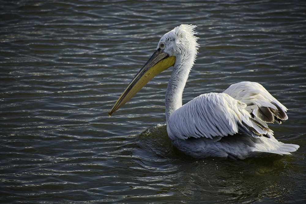 a white pelican floating on top of a body of water