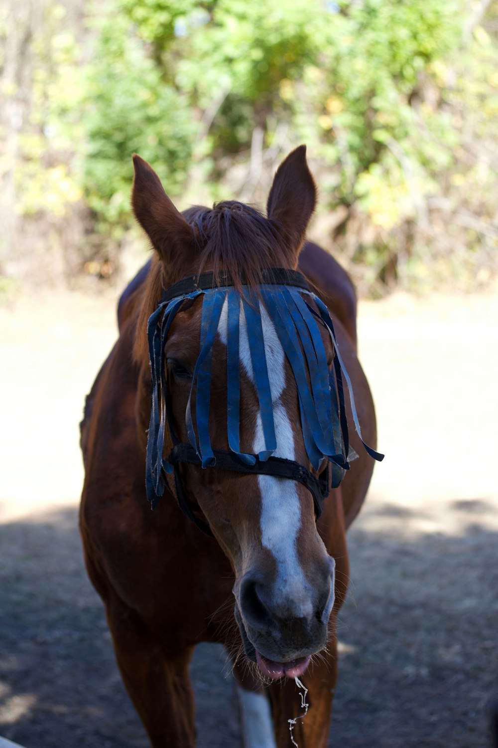 a horse with a blinder on it's head
