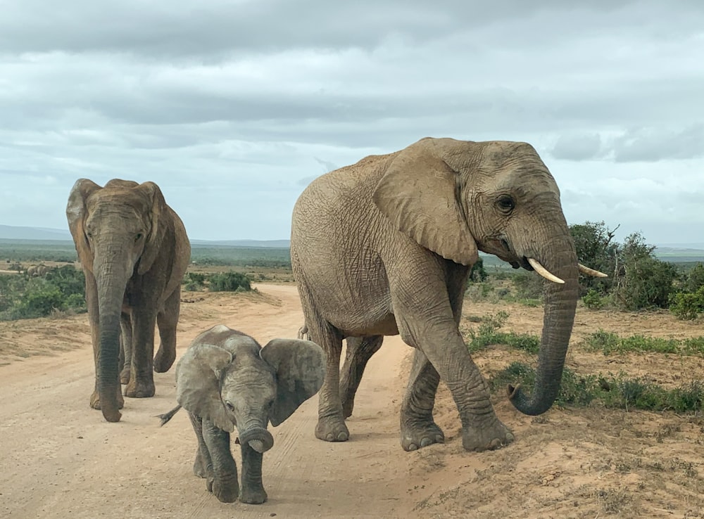 a baby elephant standing in the dirt