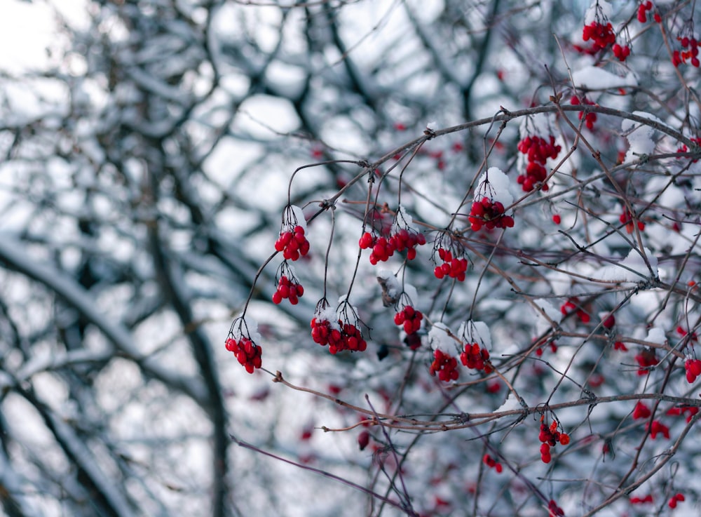 a tree with red berries on it in the snow