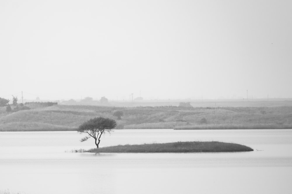 a lone tree sitting in the middle of a lake