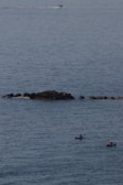 Kayakers paddling near the shore with whales surfacing in the background.