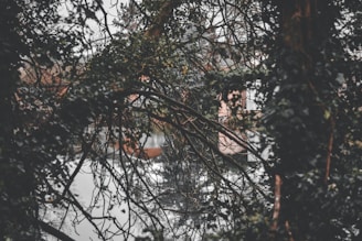 A serene early morning view of our shrimp ponds reflecting the soft light, surrounded by lush greenery.