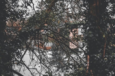 A serene early morning view of our shrimp ponds reflecting the soft light, surrounded by lush greenery.