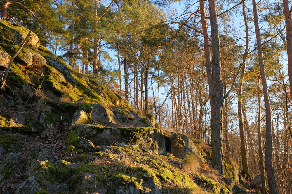 緑の苔と木々に覆われた岩だらけの丘の中腹