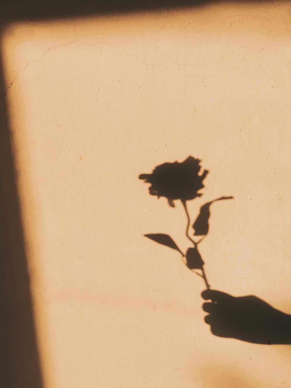 a shadow of a person holding a flower