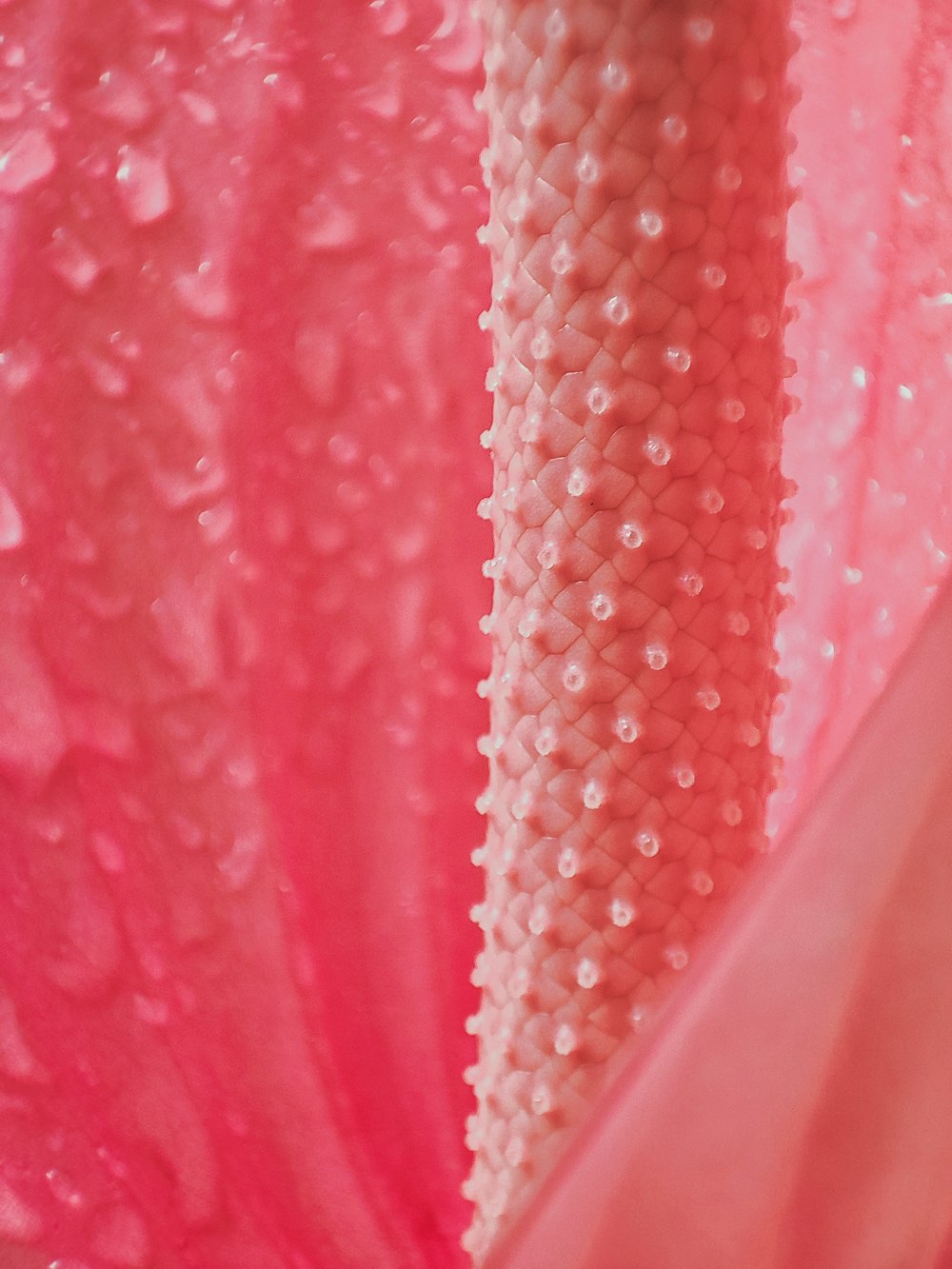 a pink flower with water droplets on it