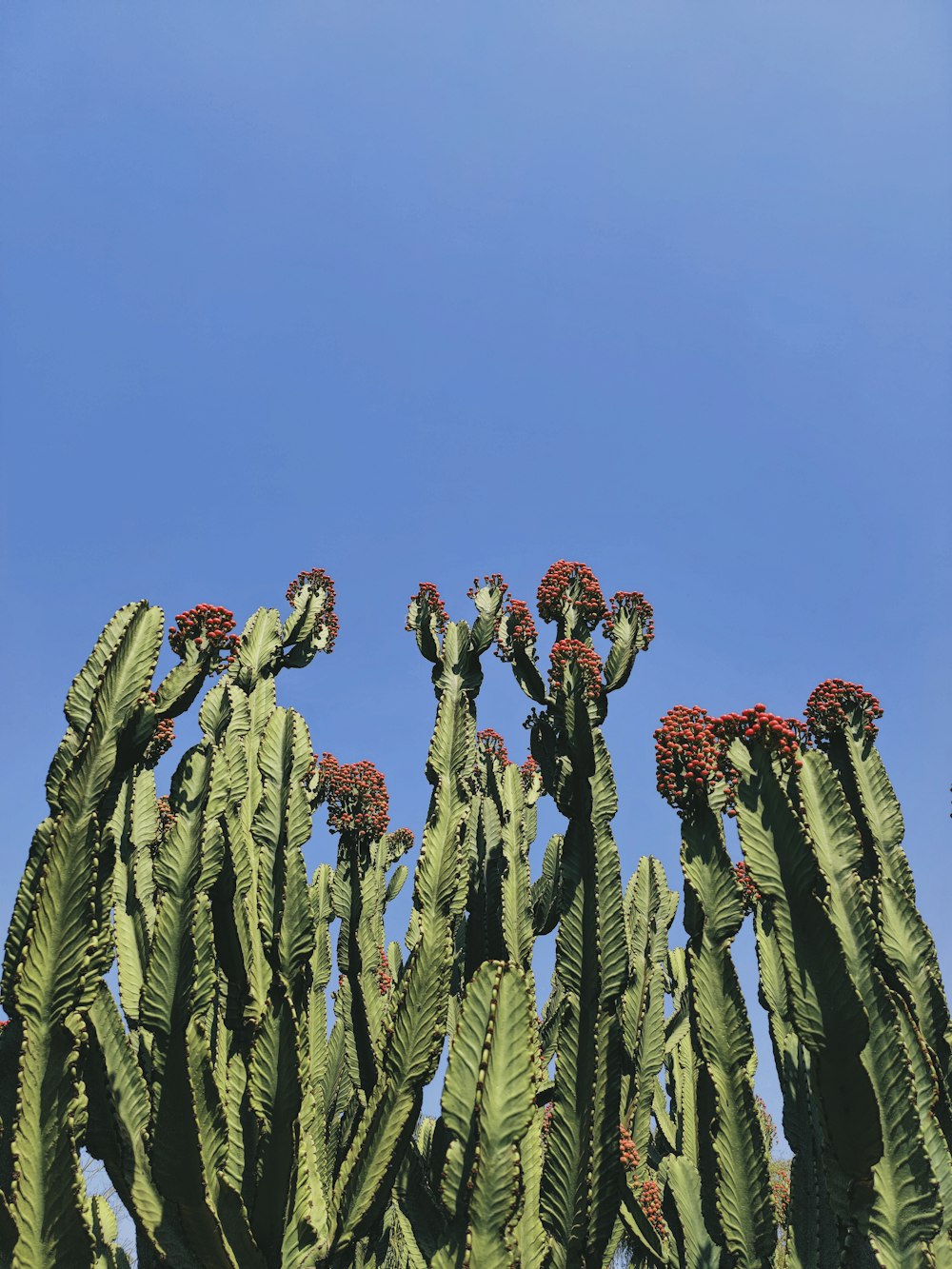 a large green cactus with red flowers in front of a blue sky
