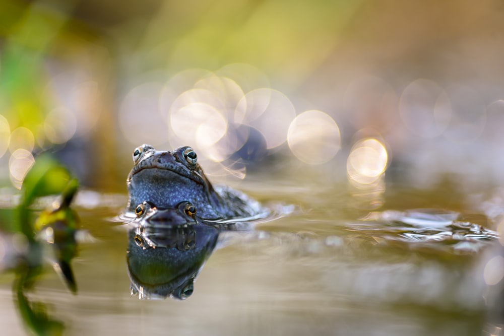 a frog that is sitting in the water