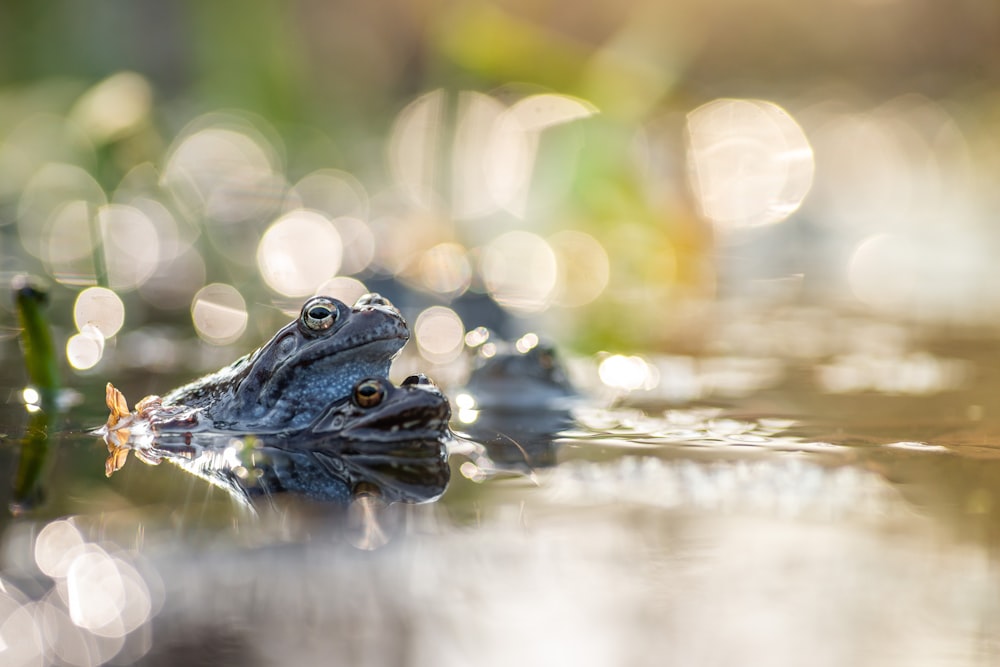a close up of a frog in a body of water