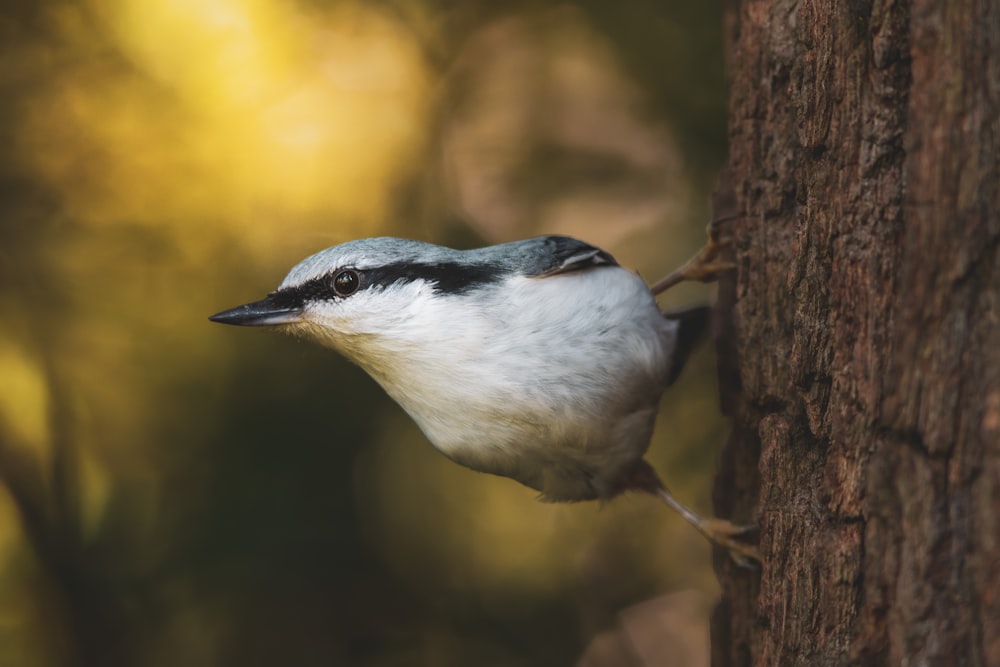 a small bird perched on a tree trunk