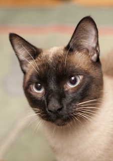 A close-up of a Siamese cat with striking blue eyes and a sleek coat. The cat's face is partially shadowed, emphasizing its distinct facial markings and large, alert ears.