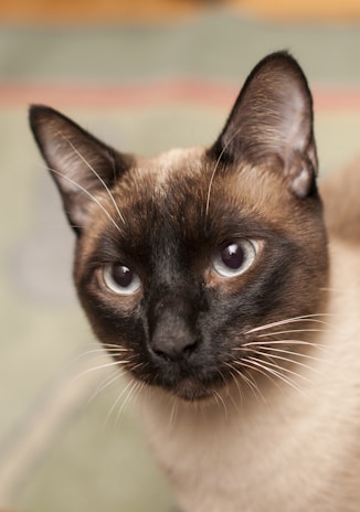 A close-up of a Siamese cat with striking blue eyes and a sleek coat. The cat's face is partially shadowed, emphasizing its distinct facial markings and large, alert ears.