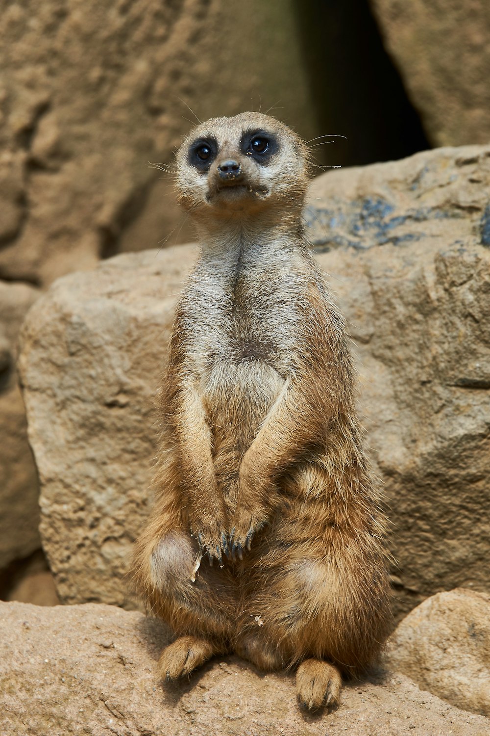 a small meerkat standing on a rock