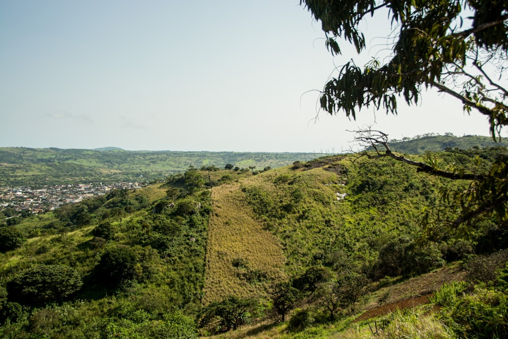 a lush green hillside covered in lots of trees