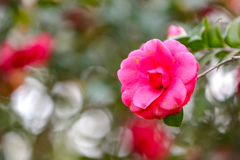 a pink flower with green leaves in the background