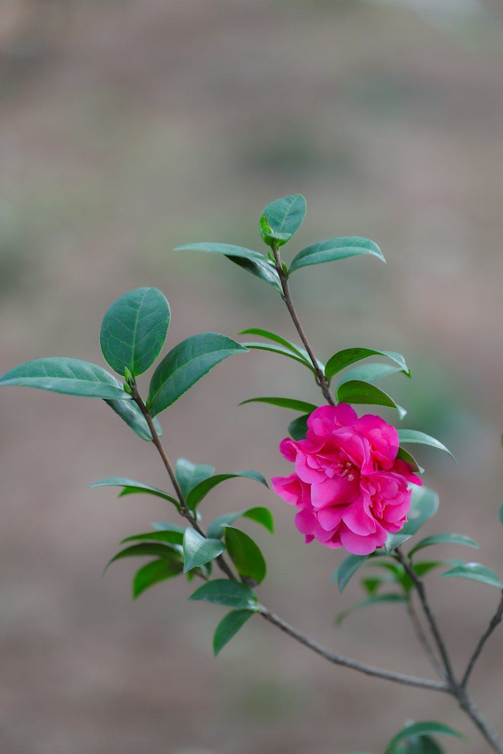 a pink flower with green leaves on a branch