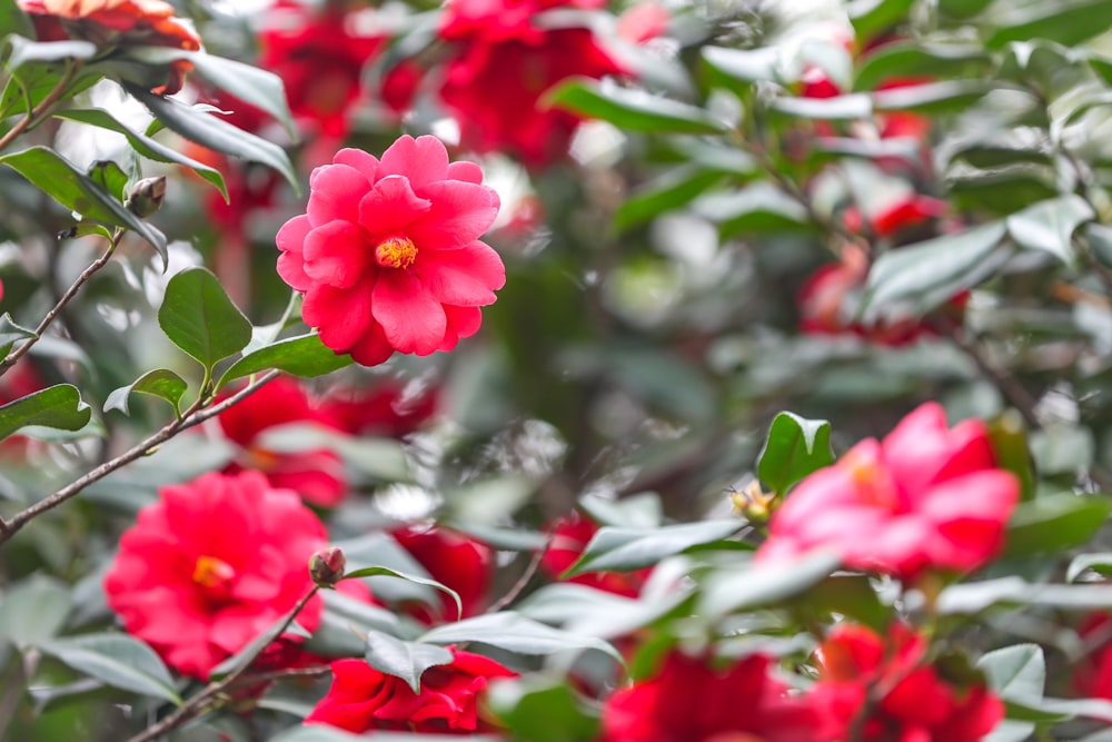 a bunch of red flowers that are on a tree