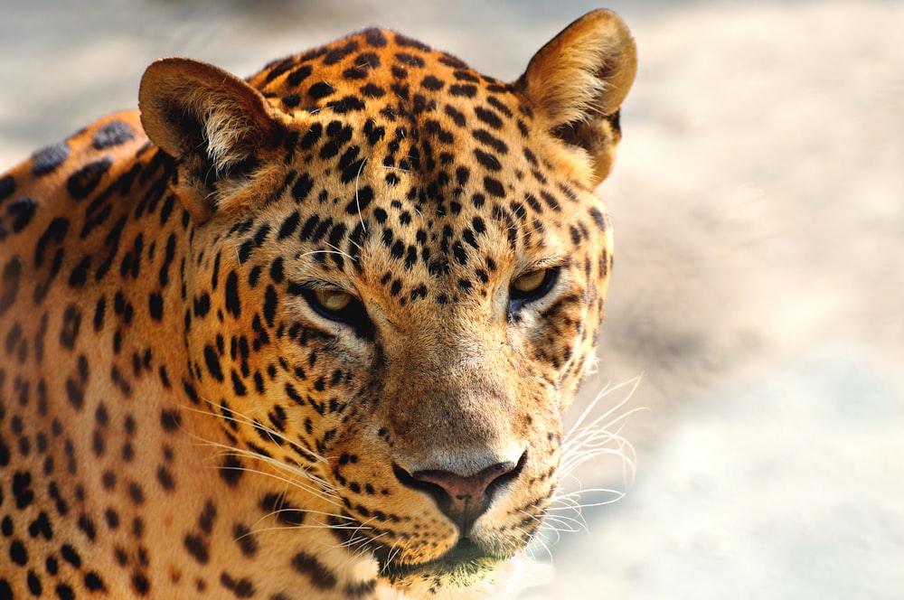a close up of a leopard on a sunny day