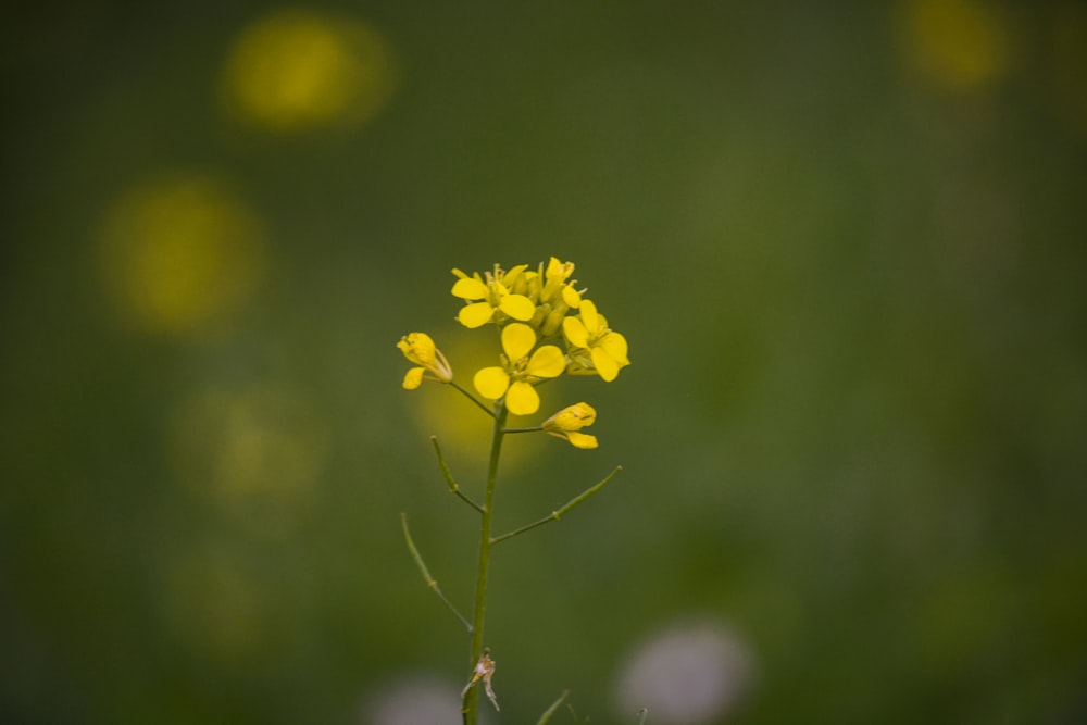 a small yellow flower in the middle of a field