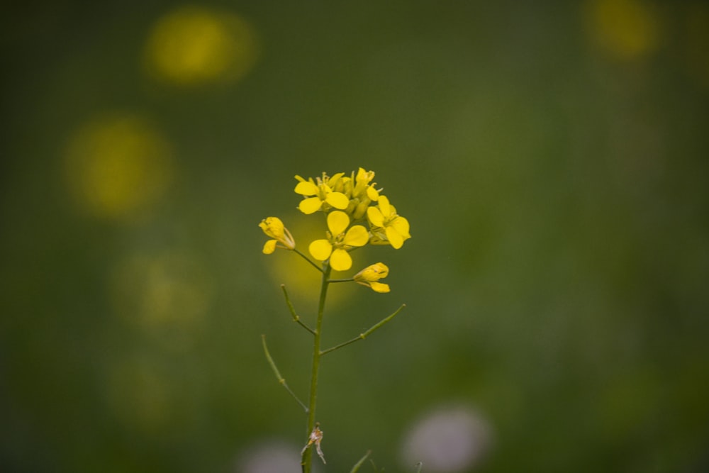 une petite fleur jaune au milieu d’un champ