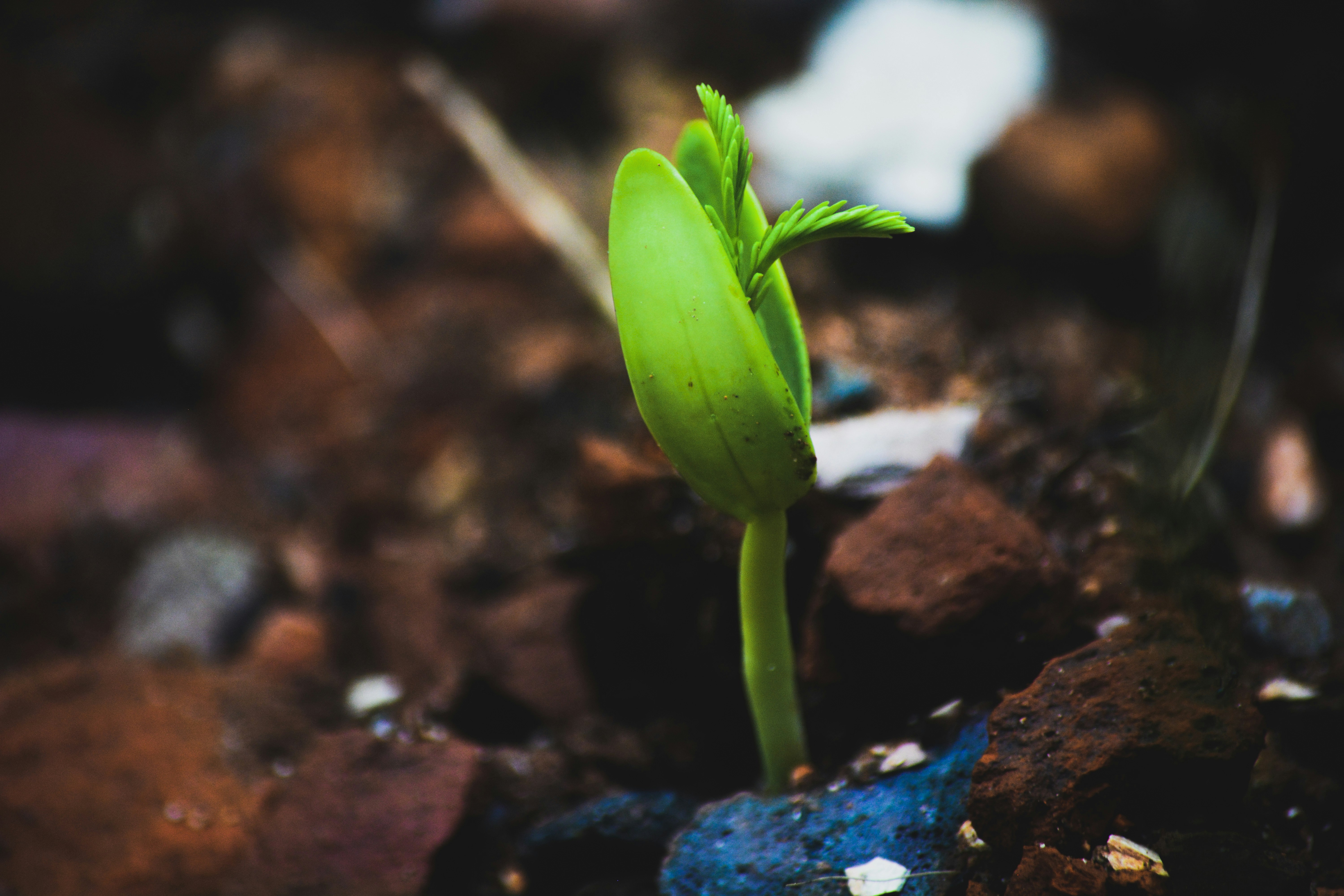 Se desarrolla Post feature image