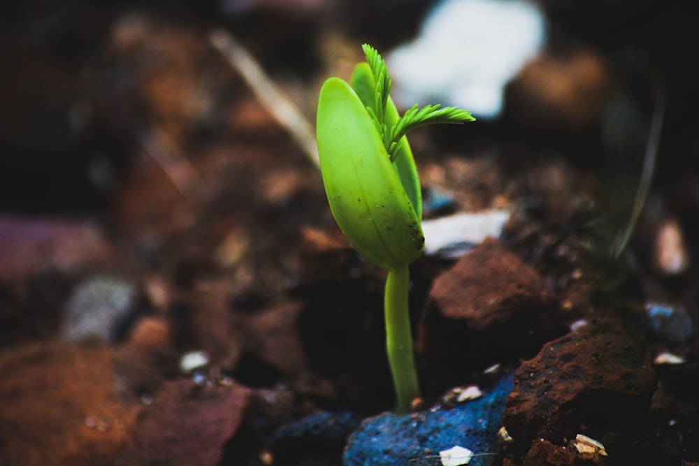 地面から発芽する小さな緑の植物