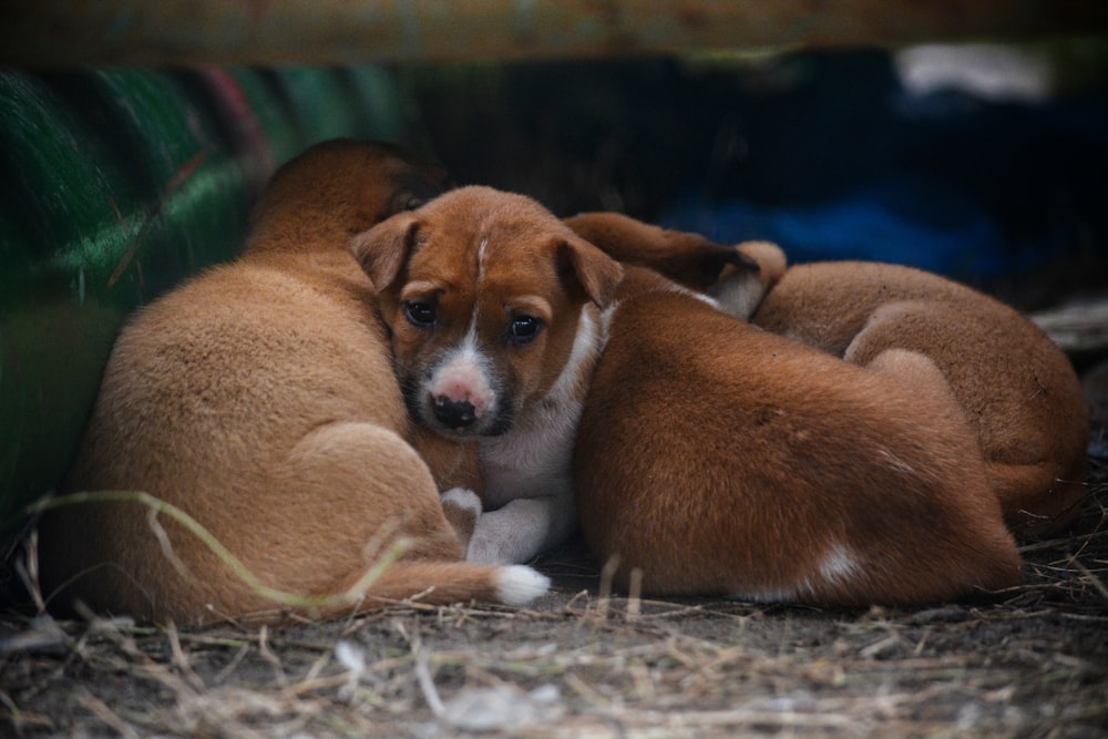 a group of puppies laying next to each other on the ground