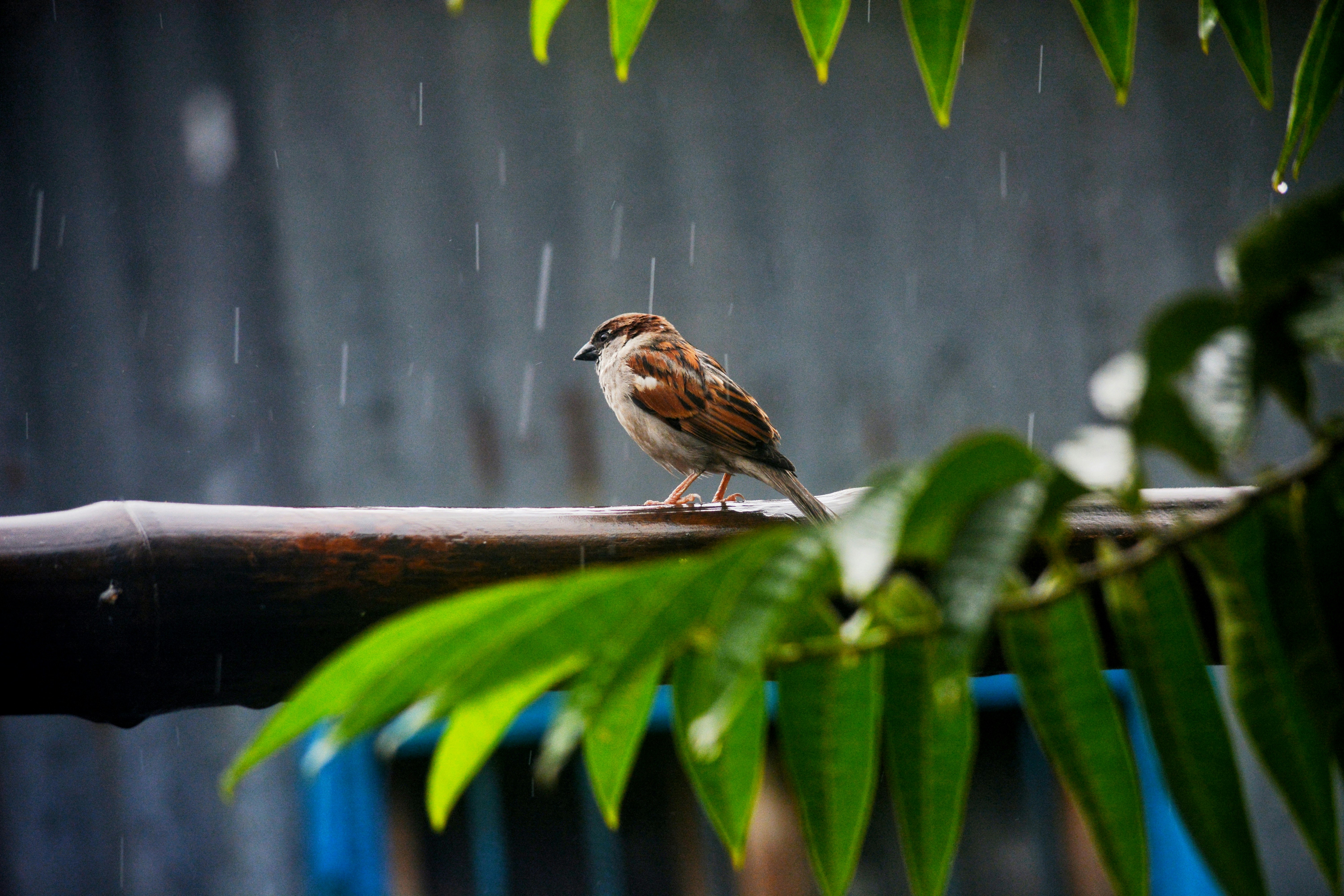 a small bird sitting on a branch in the rain