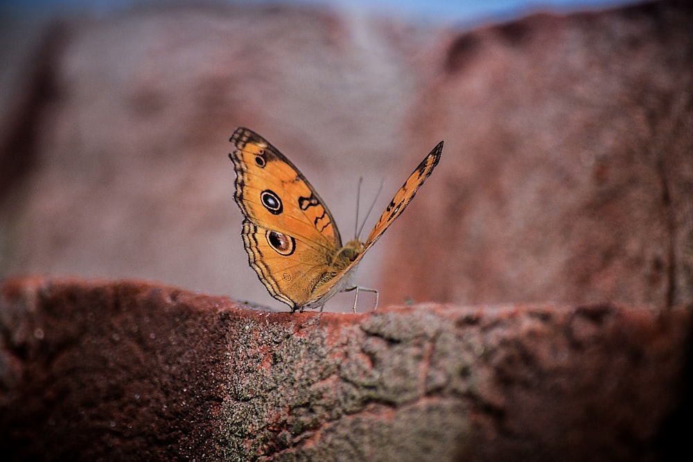a yellow butterfly sitting on top of a rock