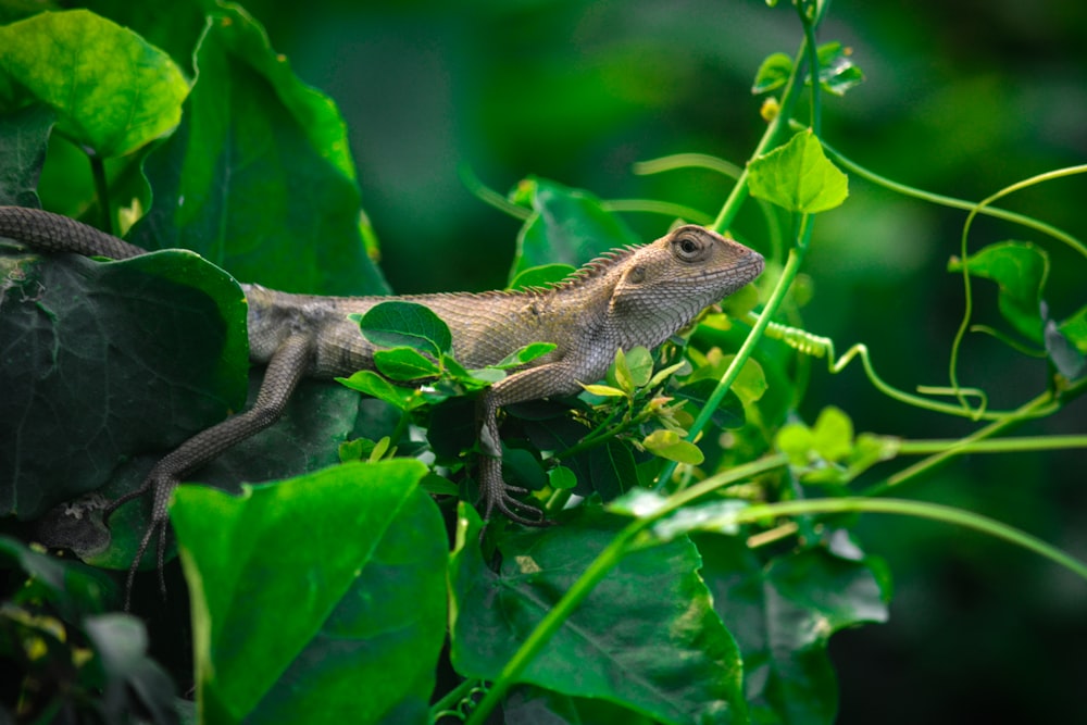 a lizard sitting on top of a green leaf covered tree