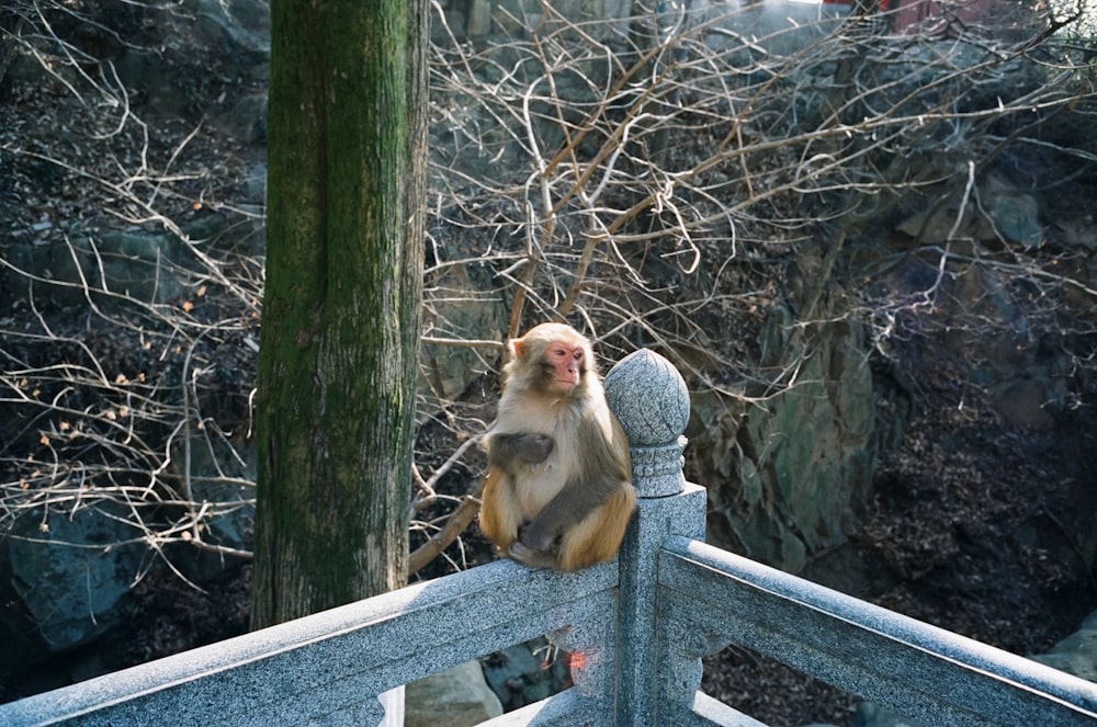 a monkey is sitting on a fence near a tree