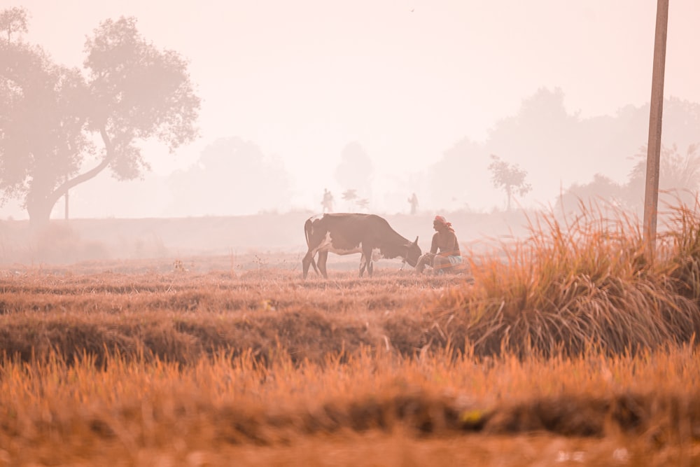 a couple of cows standing on top of a dry grass field