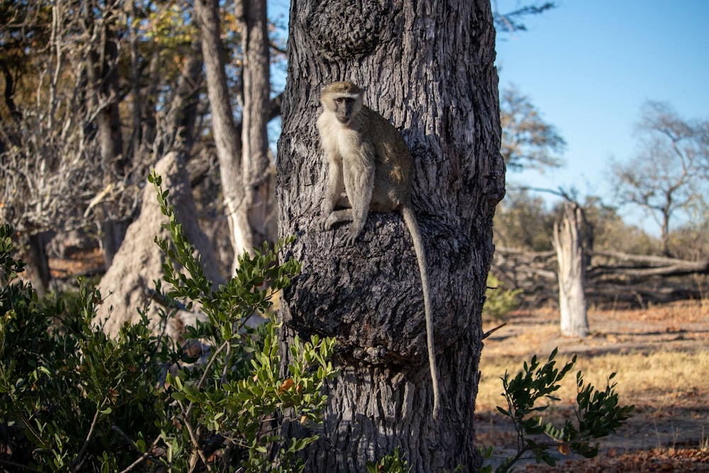 a monkey sitting on a tree in a forest