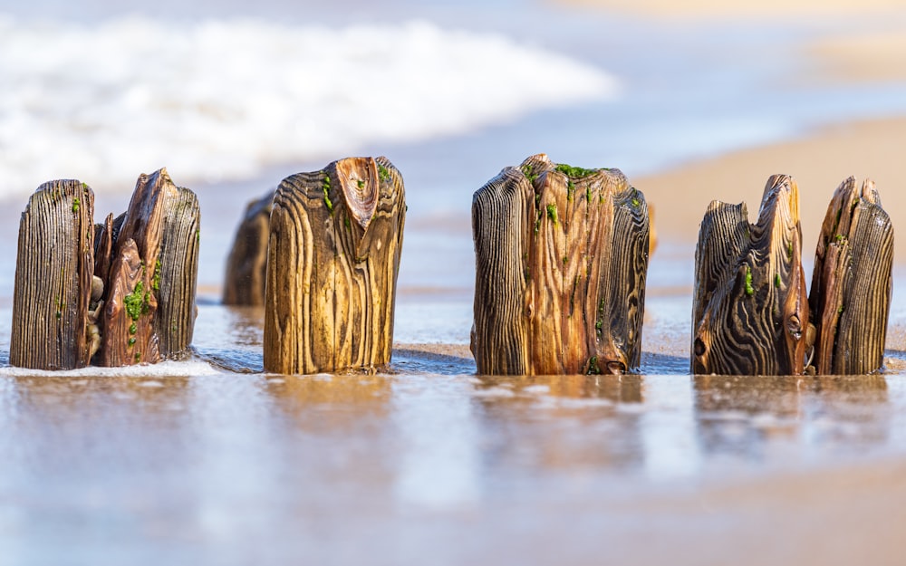 a group of wooden posts sitting on top of a beach