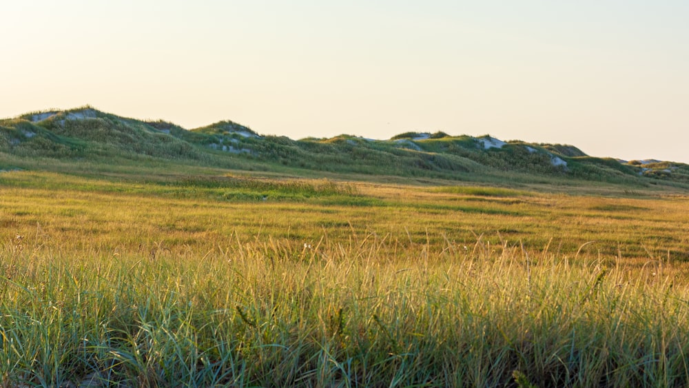 a grassy field with a hill in the background