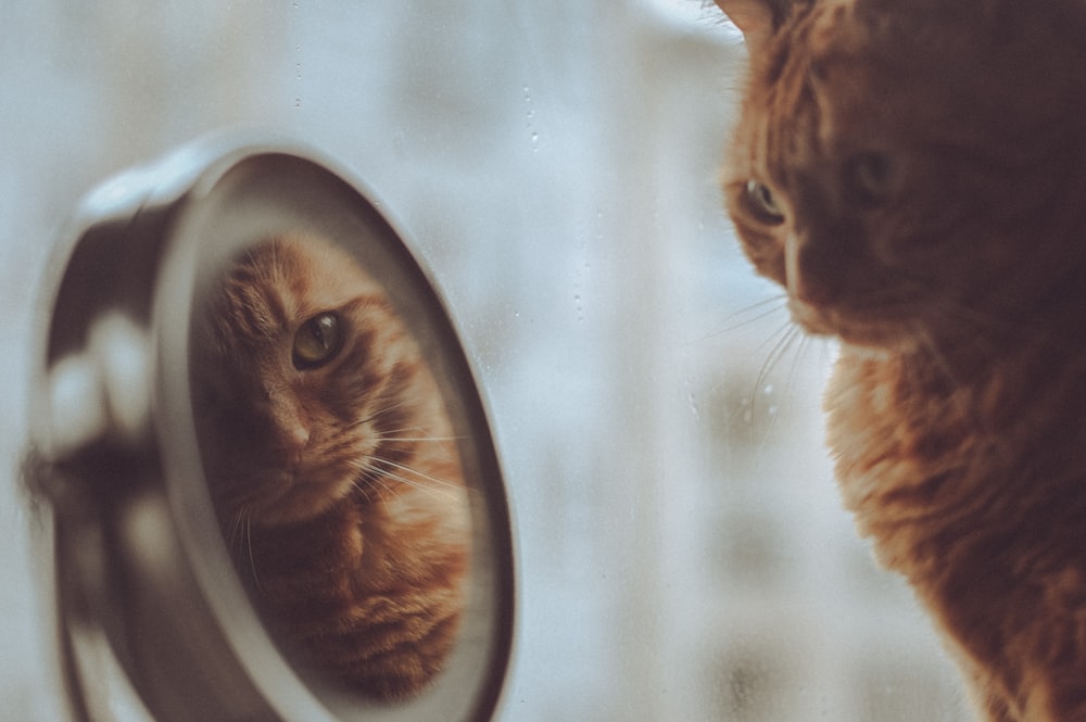 un gato mirándose en un espejo