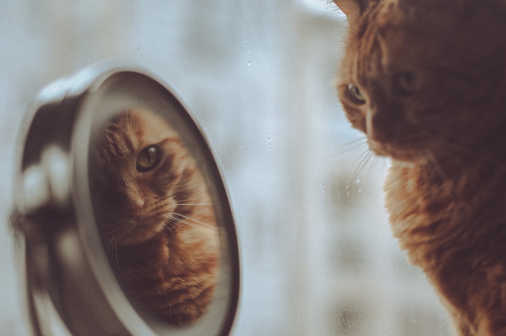 a cat looking at itself in a mirror