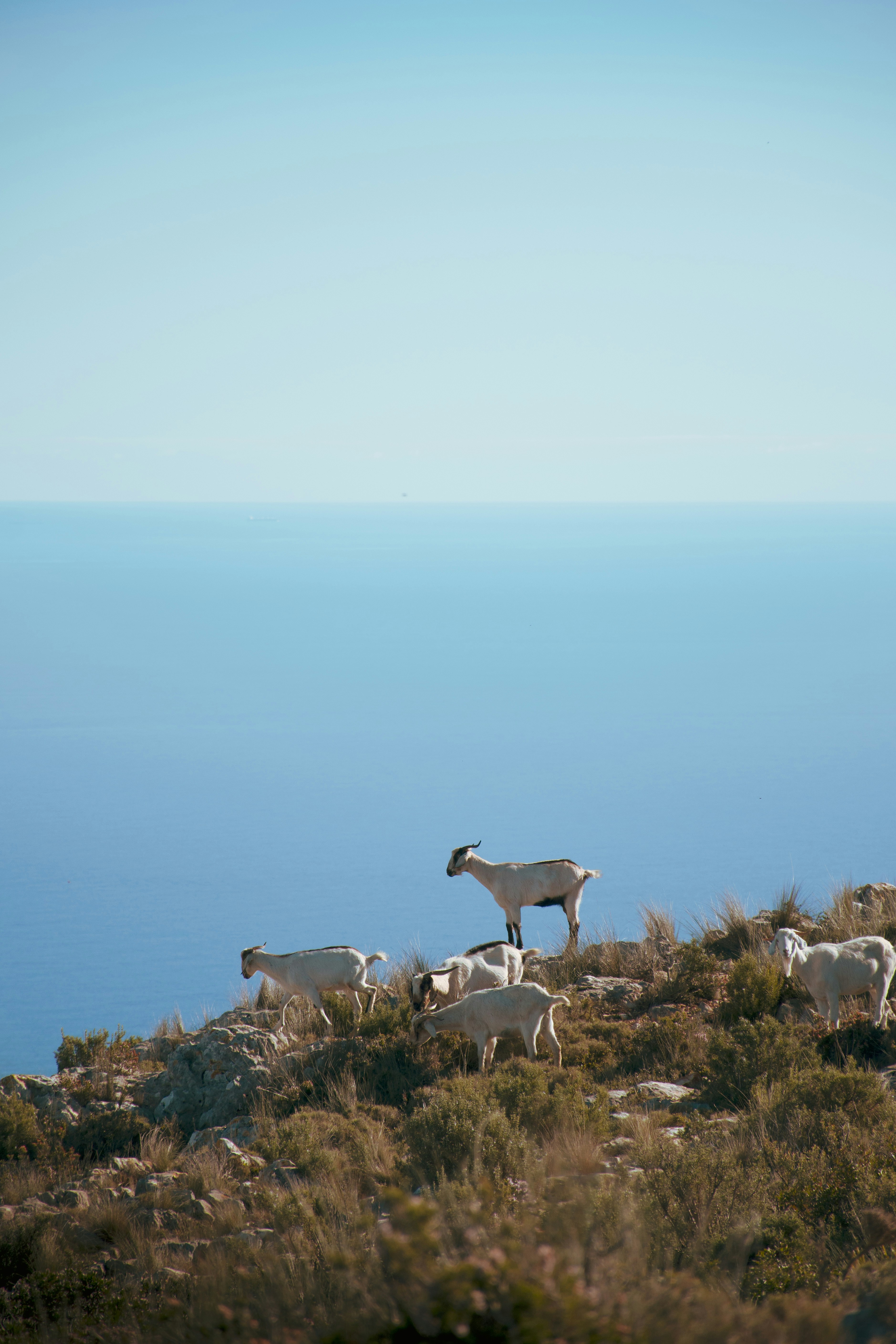 a herd of sheep standing on top of a grass covered hillside